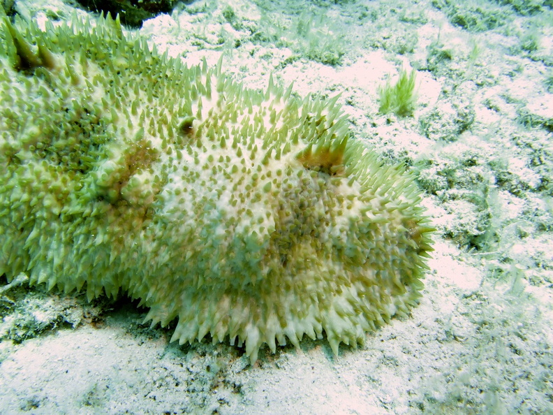 59 Furry Sea Cucumber IMG_3531.jpg